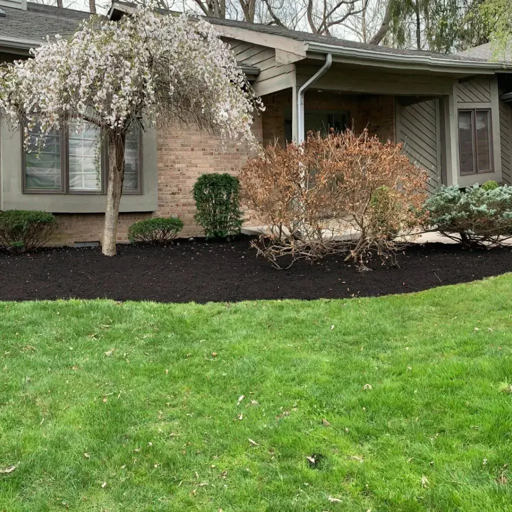 A weeping cherry and shrubs in a freshly mulched front bed