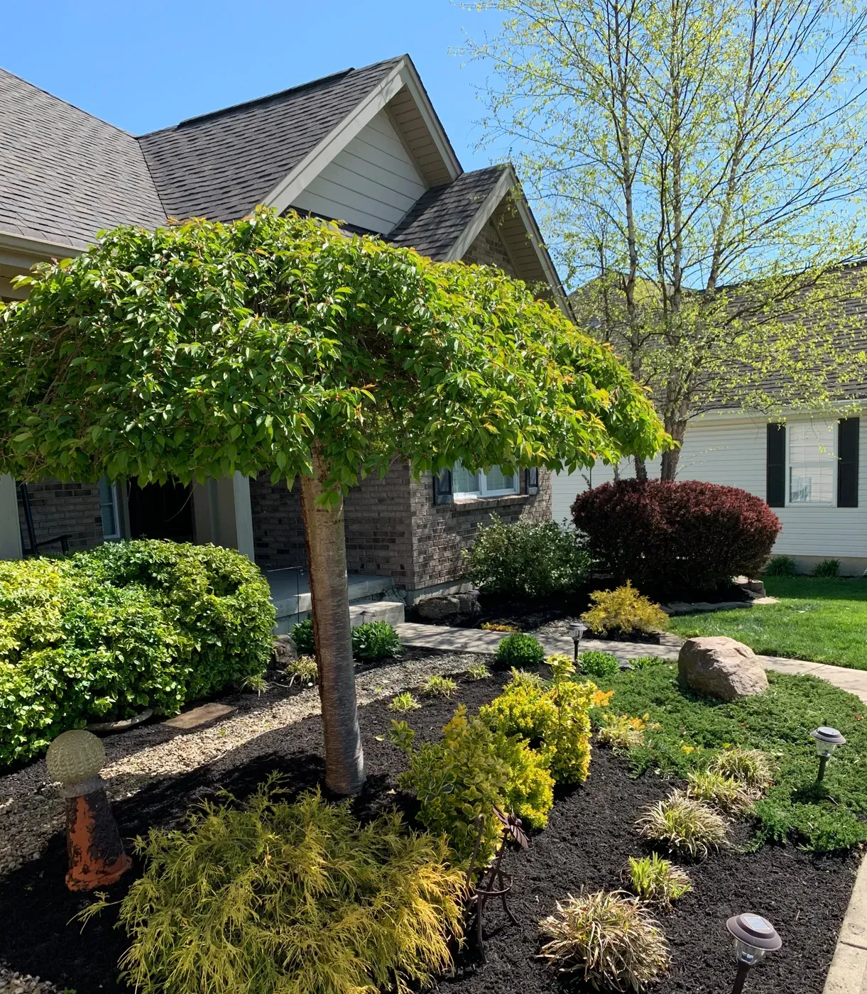 A planted front bed with a Japanese maple, shrubs and fresh mulch at a Dayton-area home
