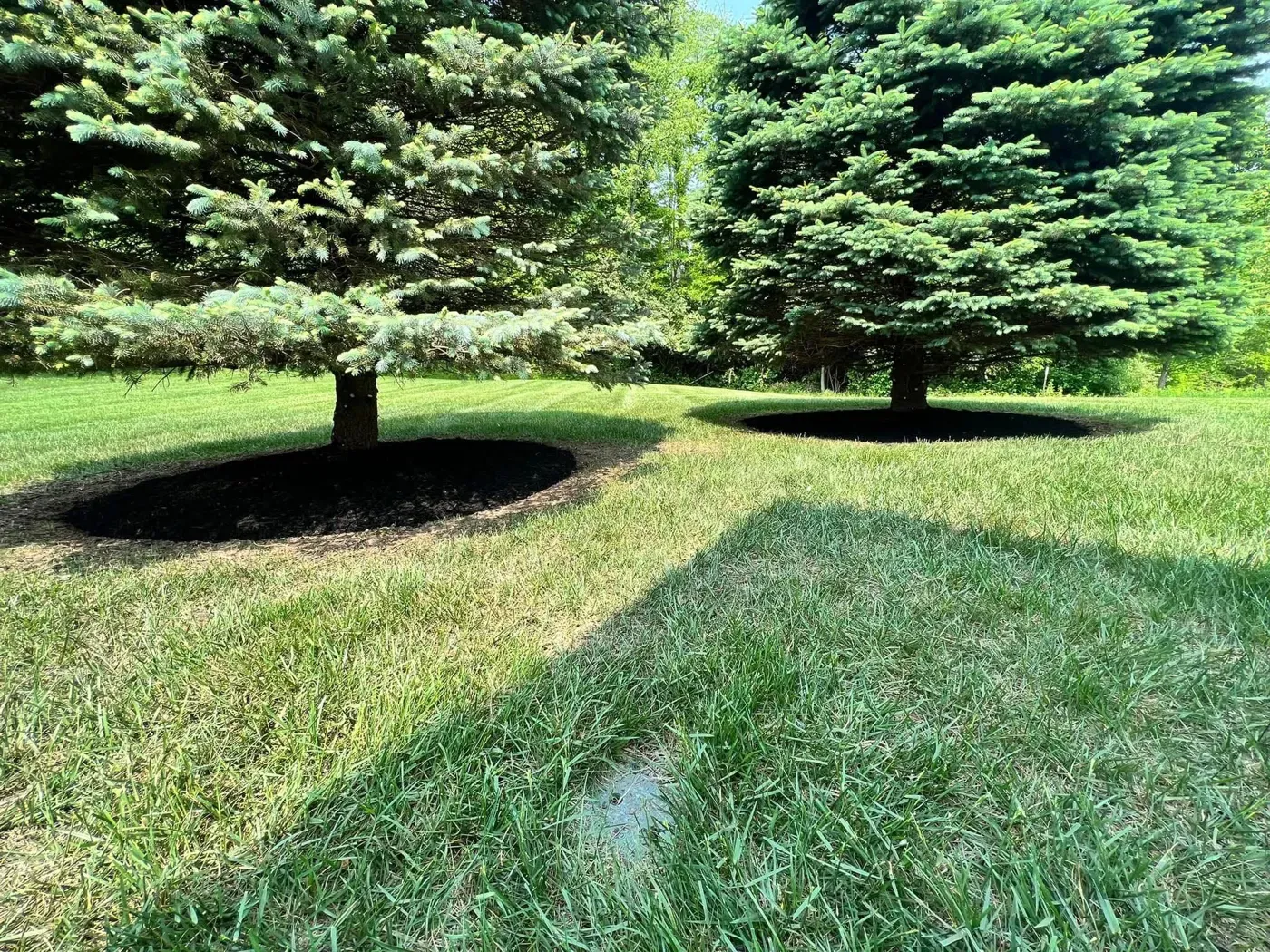 Mulch rings around two blue spruce trees in a mowed lawn
