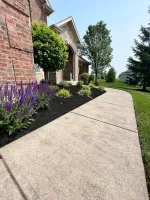 Purple salvia and fresh mulch along a walkway