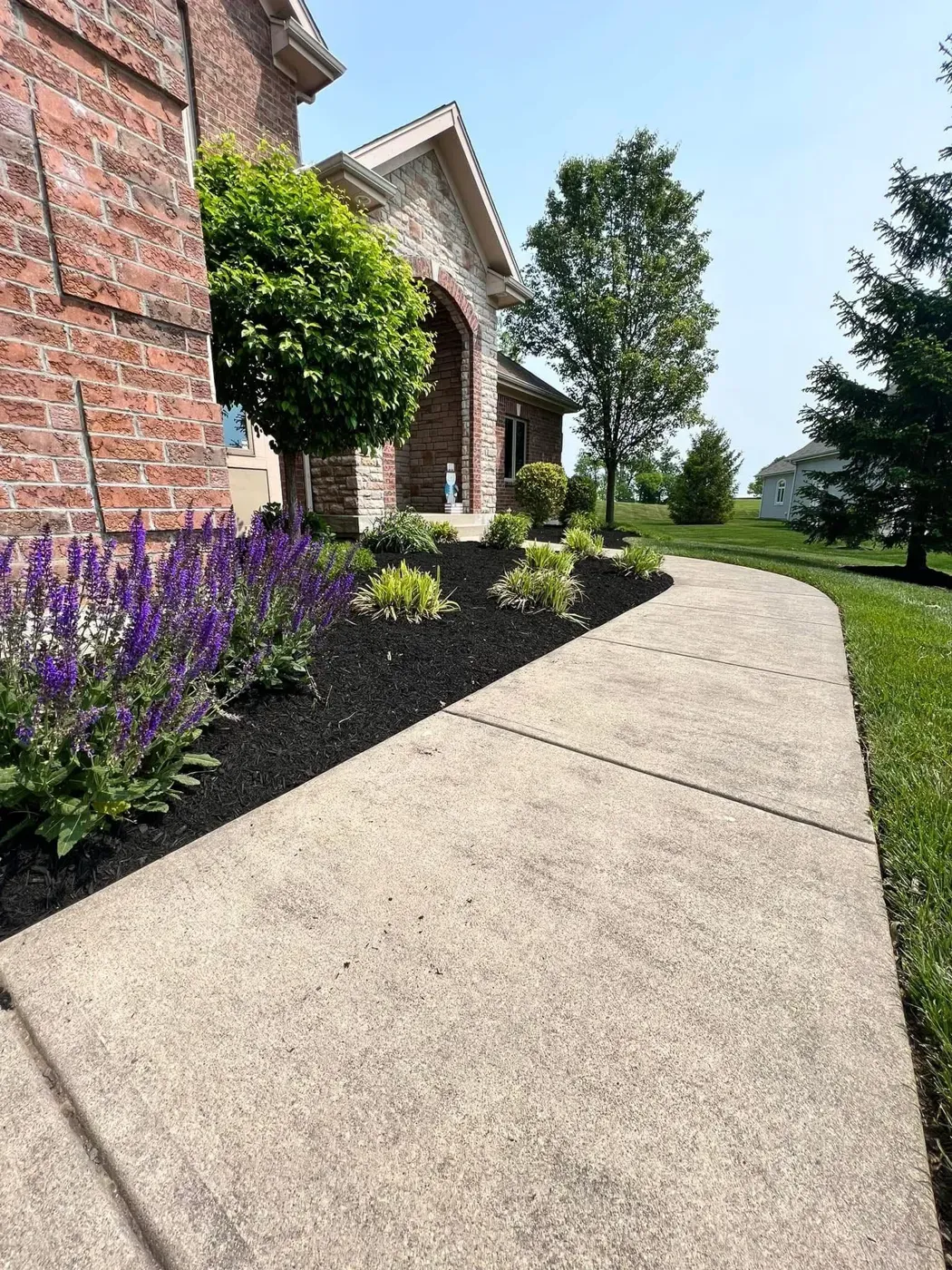 Purple salvia and fresh mulch along a front walkway