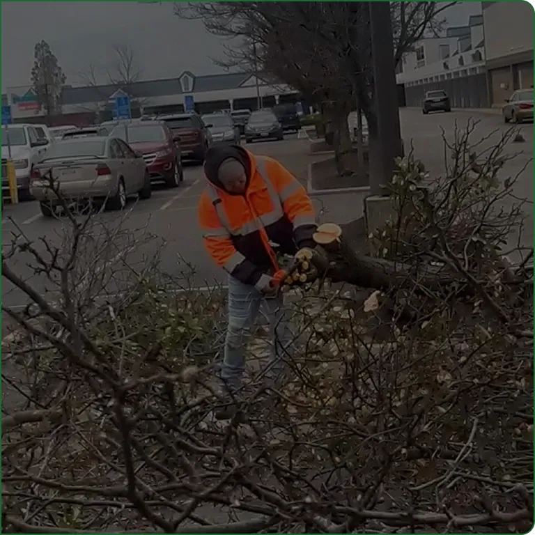 A JBH Landscaping crew member trimming a tree branch